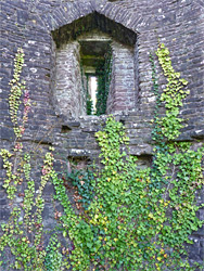 Ivy below a window