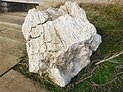 Petrified wood