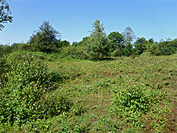 Boggy grassland