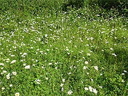 Oxeye daisies