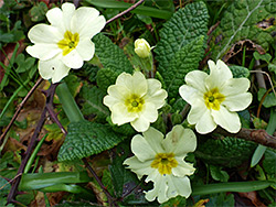 Primrose