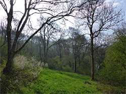 Whitewell Wood