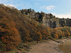 Reddish-brown leaves