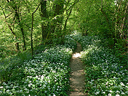 Woodland path