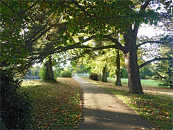 Path through the woods