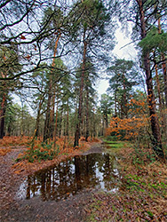 Path and puddle