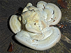 Bracket fungus