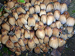 Glistening inkcap