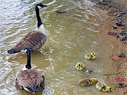 Canada geese