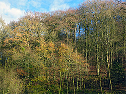 Trees near the pond