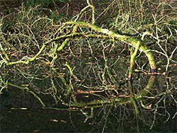 Branch in the pond