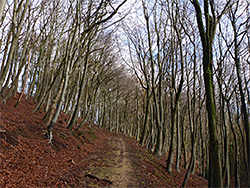 Trees and fallen leaves