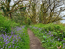 Path in Worthygate Wood