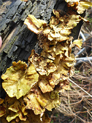 Hairy curtain crust