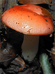 Russula