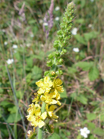 Agrimony (agrimonia eupatoria), Merthyr Mawr, Bridgend