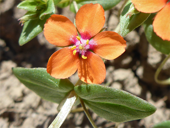 Scarlet pimpernel (anagallis arvensis), Nash Point, Vale of Glamorgan