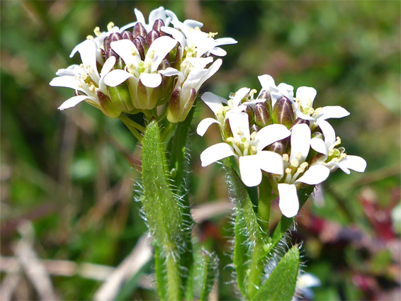 Hairy rock-cress (arabis hirsuta), Cheddar Gorge, Somerset