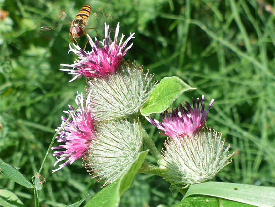 Flowerheads