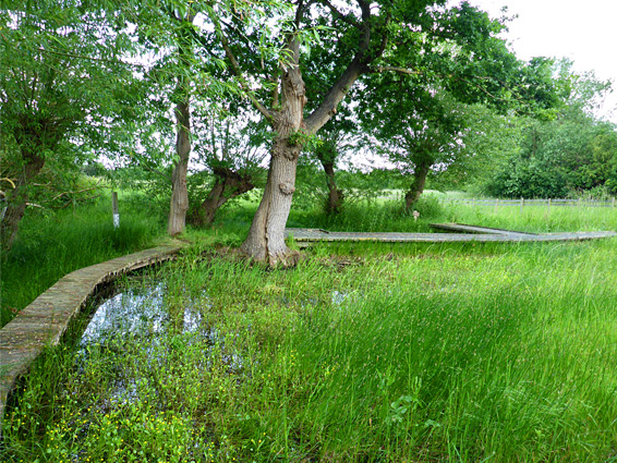 Overgrown pond