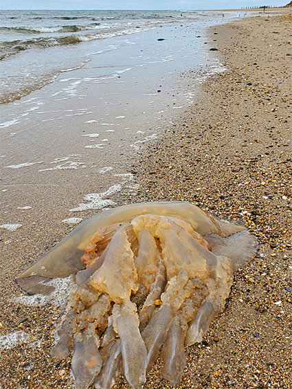 Barrel jellyfish