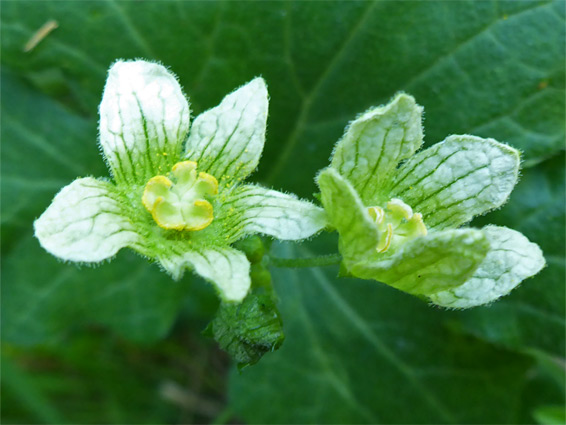 Two flowers