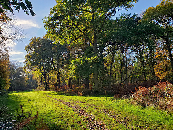 Sunny track