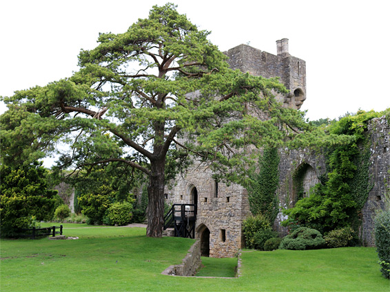 Tree by the north tower