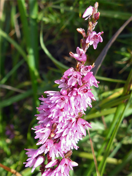 Ling heather (calluna vulgaris), Ubley Warren, Somerset