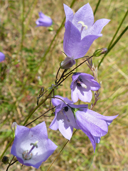 Five open flowers