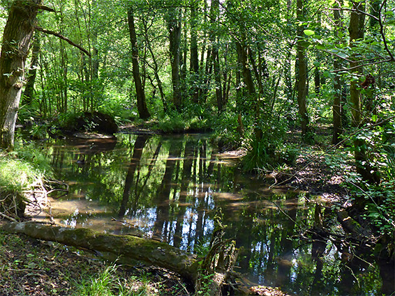 Boggy pool