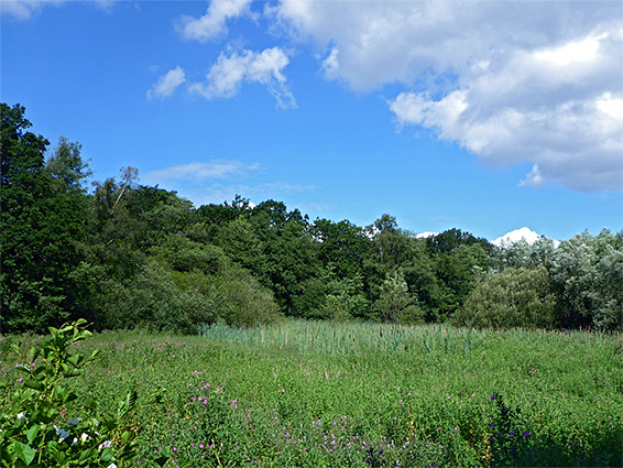 Track through the reserve