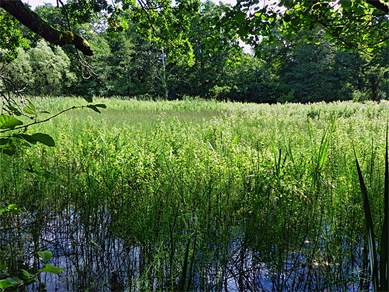 Heath bedstraw