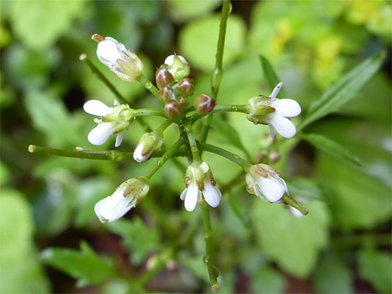 Developing fruits