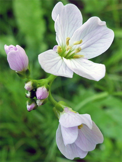 Veined petals