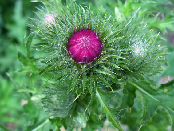 Developing flowerhead