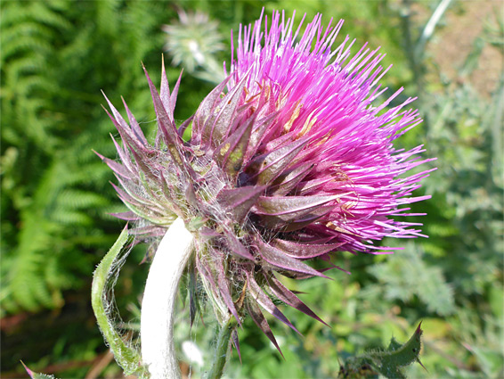 Musk thistle (carduus nutans), Merthyr Mawr, Bridgend