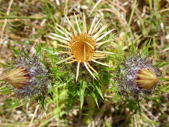 Immature flowerheads