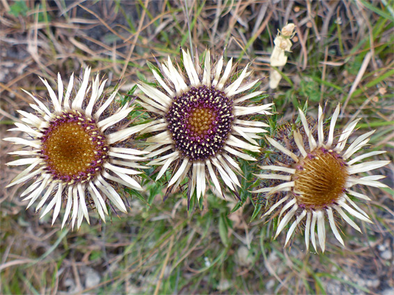 Carlina vulgaris (carline thistle), Crickley Hill, Gloucestershire