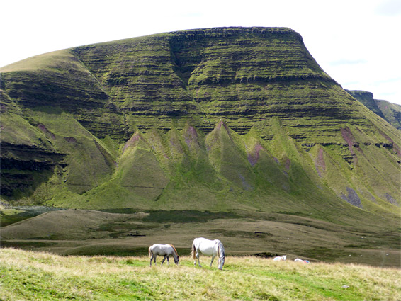 Wild horses on Cefn Bryn y Fuwch