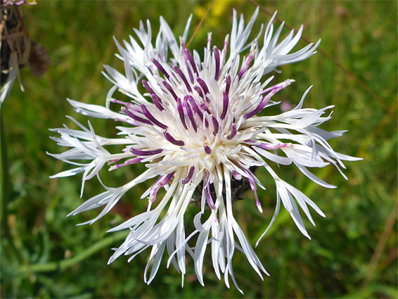 White-flowered specimen