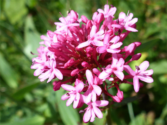 Red valerian (centranthus ruber), Avon Gorge, Bristol