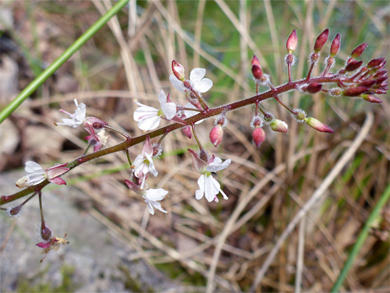 Circaea lutetiana (enchanter's nightshade), Black Mountain Fans, Powys