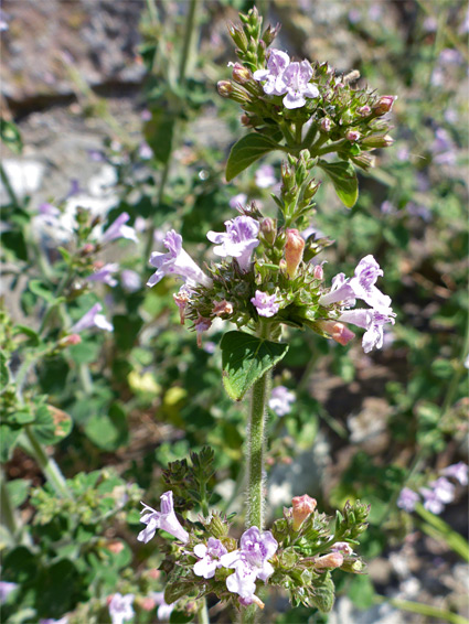 Pale pink flowers