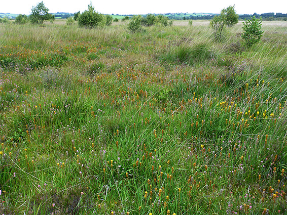 Bog asphodel and water mint