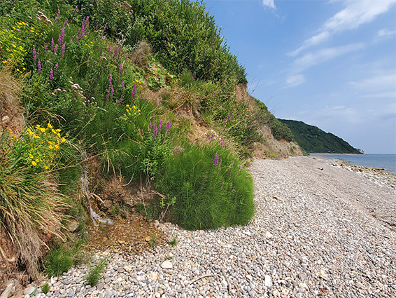 Wildflowers below Coxe's Cliff