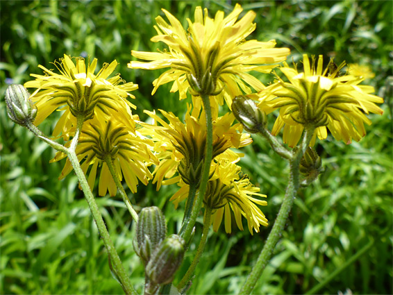 Crepis biennis (rough hawksbeard), Stenders Quarry, Gloucestershire