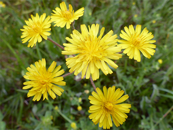 Beaked hawksbeard (crepis vesicaria), Middleton Down, Wiltshire