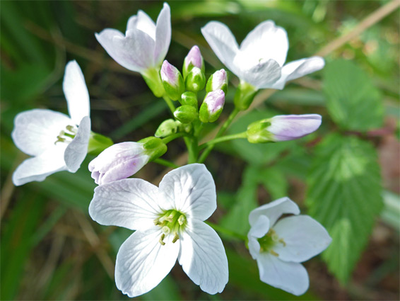 Flower cluster