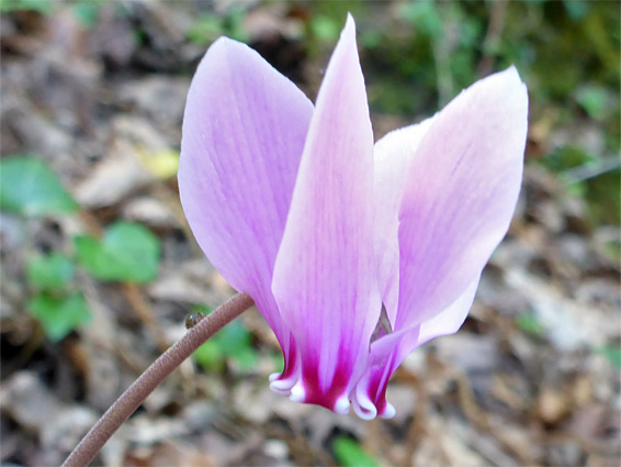 Sowbread (cyclamen hederifolium), Glenthorne Beach, Somerset